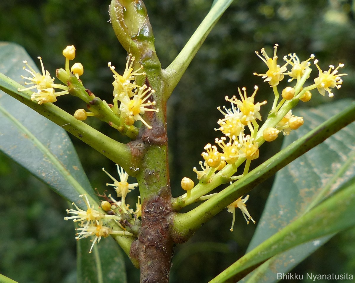 Agrostistachys borneensis Becc.